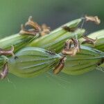 Urochloa panicoides Fruto