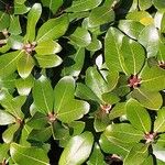 Quercus phillyreoides Yaprak