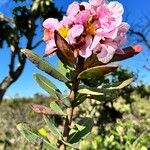 Kielmeyera rubriflora Floare