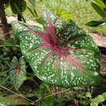 Caladium bicolorFolio