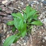 Erigeron pulchellus 葉