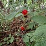 Rubus phoenicolasius Frucht