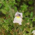 Antirrhinum molle Flower