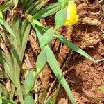 Zornia latifolia Máis
