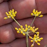 Foeniculum vulgareFlor