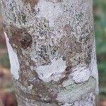 Carya ovata Bark