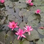 Nymphaea rubra Blad