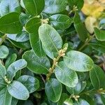 Buxus sempervirens पत्ता