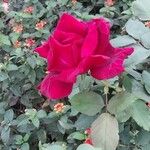 Rosa x odorata Fula