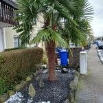 Trachycarpus fortunei 整株植物