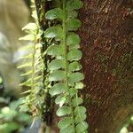 Asplenium barteri Hoja