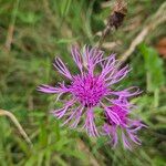 Centaurea nigra Kwiat