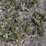 Erigeron elegantulus Habitat