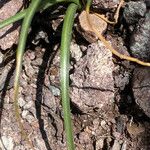Ornithogalum gussonei Hoja