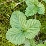 Potentilla indica Levél