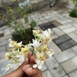 Moringa oleifera Kwiat