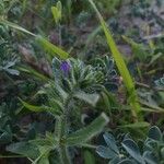 Echium arenarium Flower