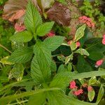 Lippia alba Foglia