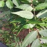 Pistacia chinensis Leaf
