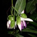 Passiflora ambigua Fruit