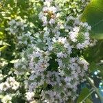 Pycnanthemum verticillatum Flower