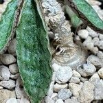 Euphorbia ambovombensis 葉