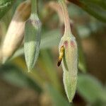 Eulobus californicus Fruit