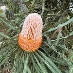 Banksia prionotesBlüte