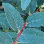 Hypericum × hidcoteense Leaf