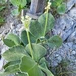 Primula auriculaKukka