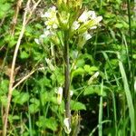 Turritis glabra Flower