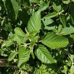 Waltheria indica Feuille