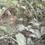 Aristolochia indica Fruit