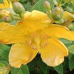 Hypericum × hidcoteense Flower