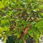 Xylocarpus granatum Levél