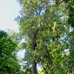 Cupressus torulosa Bark