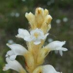 Orobanche nana Кветка