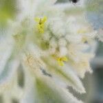 Chrozophora tinctoria Blüte