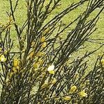 Genista cinerea Hoja