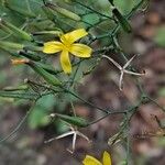 Lactuca muralis Flower