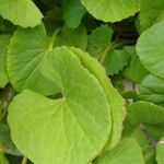 Centella asiatica Blad