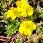 Helianthemum canum