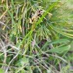 Carex pilulifera ഇല