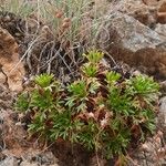 Saxifraga cuneata Pokrój