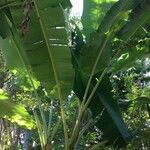 Musa spp. ᱮᱴᱟᱜ