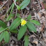 Hibbertia dentata Blatt