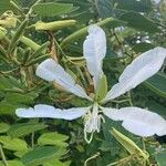 Bauhinia forficata 花