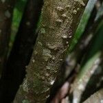 Clerodendrum indicum 樹皮