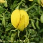 Ononis ramosissima Blüte