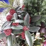 Skimmia japonicaПлід